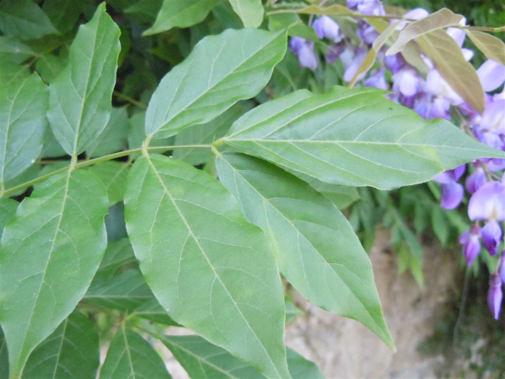 Wisteria sinensis